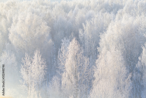White forest in winter