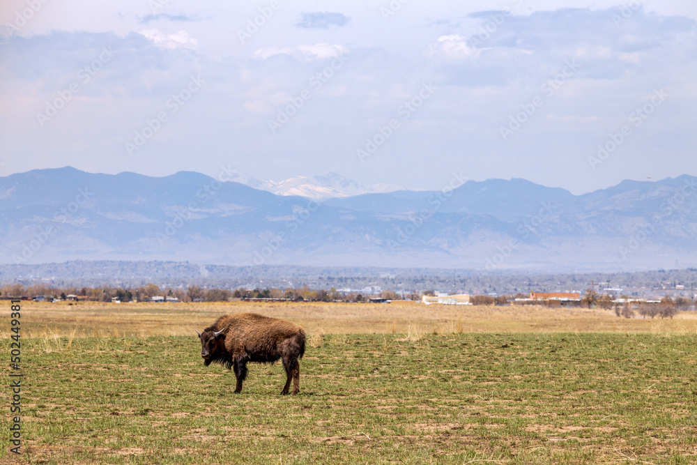 Buffalo at Rocky Mountain Arsenal National Wildlife Refuge, Colorado Buffalo at Rocky Mountain Arsenal National Wildlife Refuge, Colorado