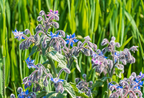 Borretsch mit blauen Blüten photo