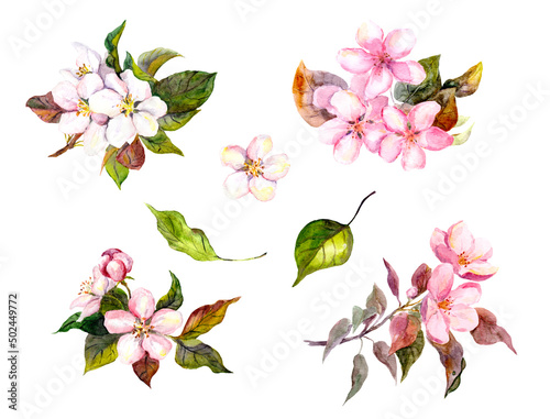 Tablou canvas Apple blossom, flowering cherry flowers sakura