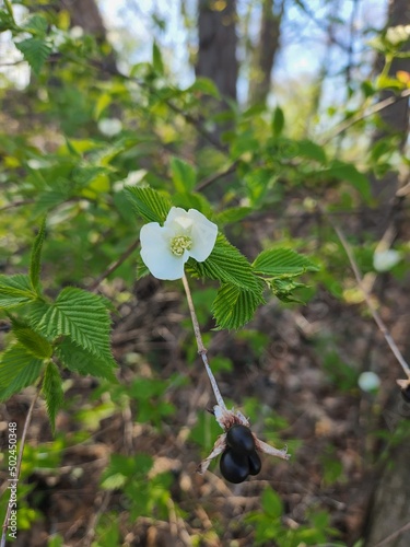 Jetbead, Rhodotypos scandens, with white flower and four small black fruit clustered together. Jetbead is an invasive shrub in the Eastern United States.