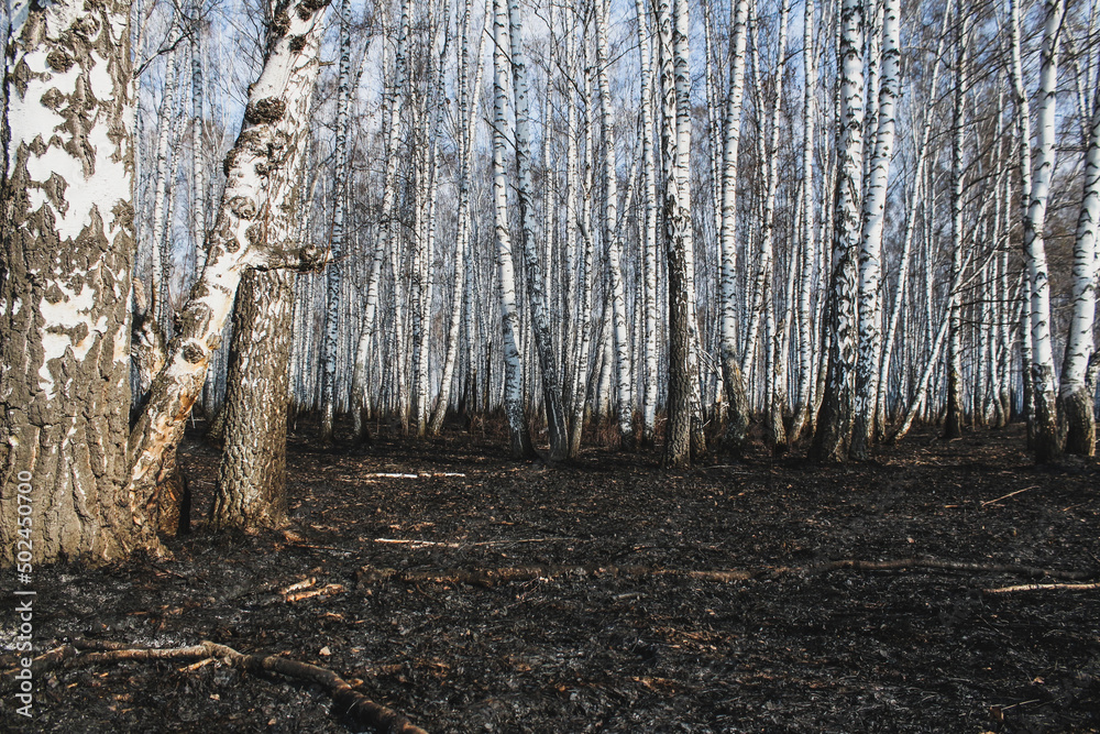 Fototapeta premium Birch grove after the fire. Surviving trees. Ecology concept