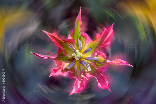 Pink green tulip viridiflora rotated with beautiful background photo