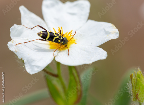 Macrophotographie d'un insecte - Clyte bélier (Clytus arietis) photo