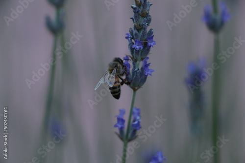 hummingbird on lavender