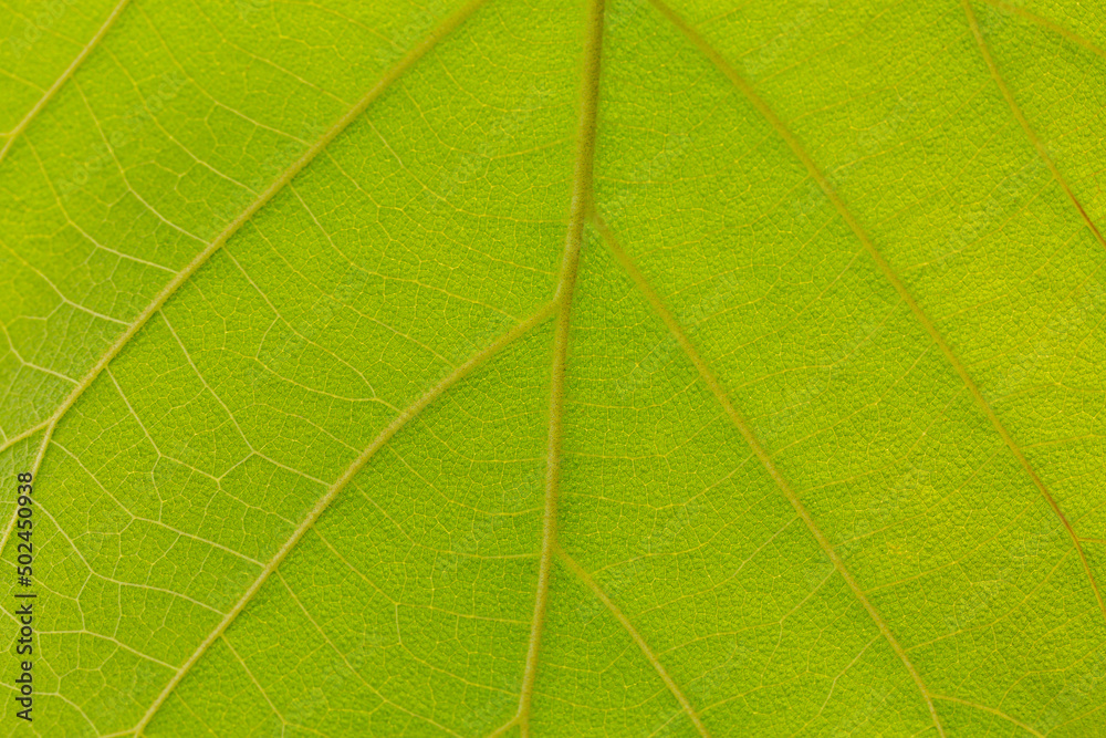 green macro leaf,Green leaves background. Leaf texture,background texture green leaf structure macro photography green macro leaf,Green leaves background. Leaf texture,background texture green leaf structure macro photography