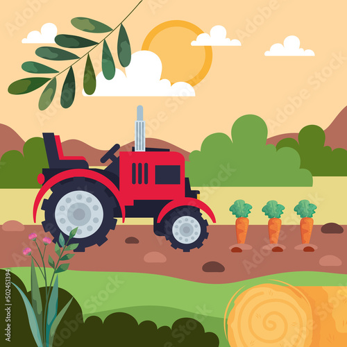 tractor and carrots cultive photo