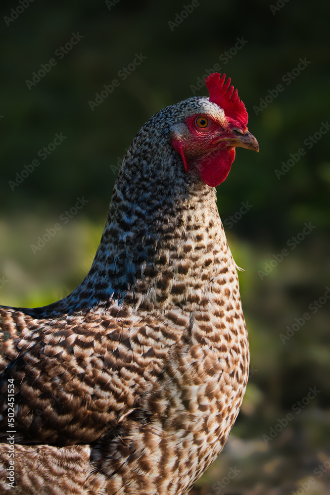 Portrait of a hen with a black and white barred plumage