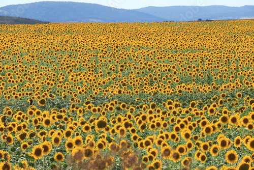 field of sunflowers