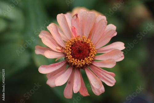 pink gerber daisy