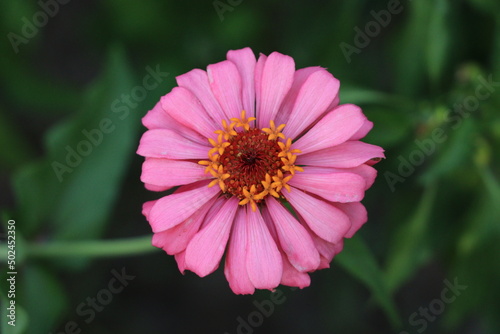 close up of pink flower