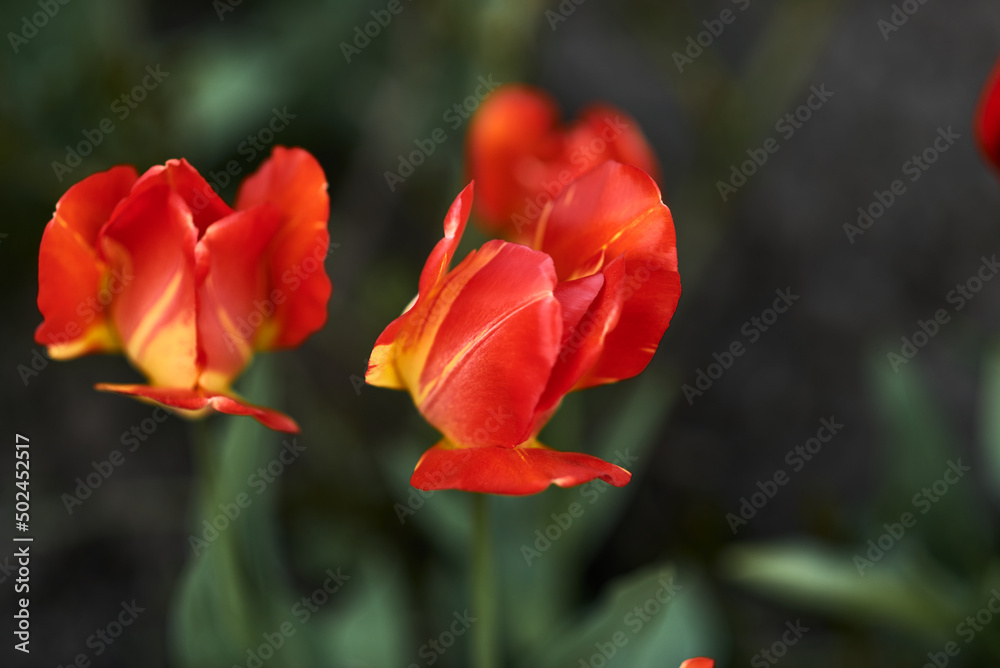 Photo of red tulips growing in a flower bed. Spring flowers. Gift for a girl. Nature is beautiful. Fresh scent.