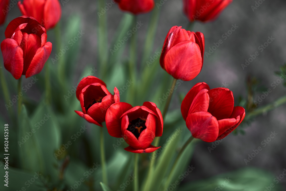 Obraz premium Photo of red tulips growing in a flower bed. Spring flowers. Gift for a girl. Nature is beautiful. Fresh scent.