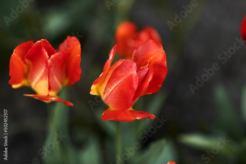 Photo of red tulips growing in a flower bed. Spring flowers. Gift for a girl. Nature is beautiful. Fresh scent.