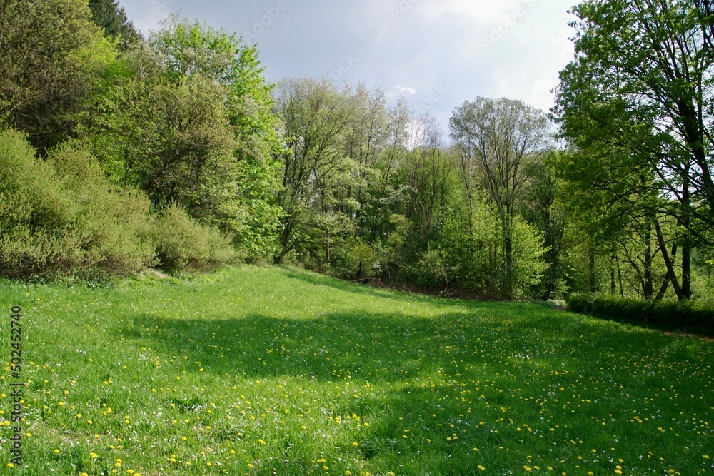 Blumenwiese Landschaft