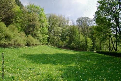 Blumenwiese Landschaft