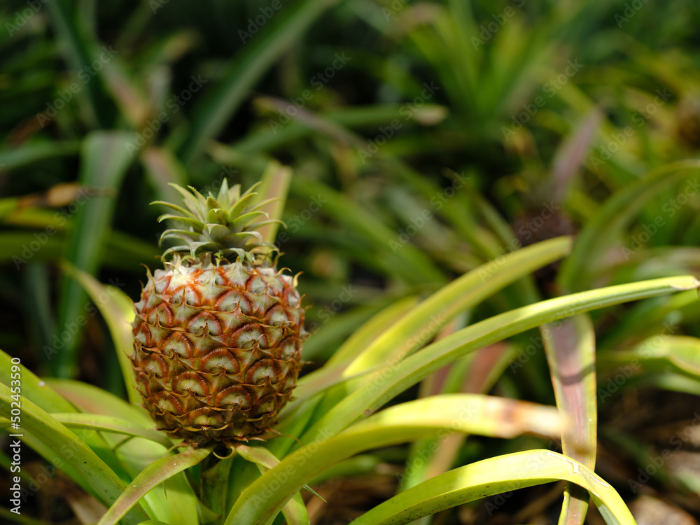 パイナップル栽培の写真素材、パイナップル農園