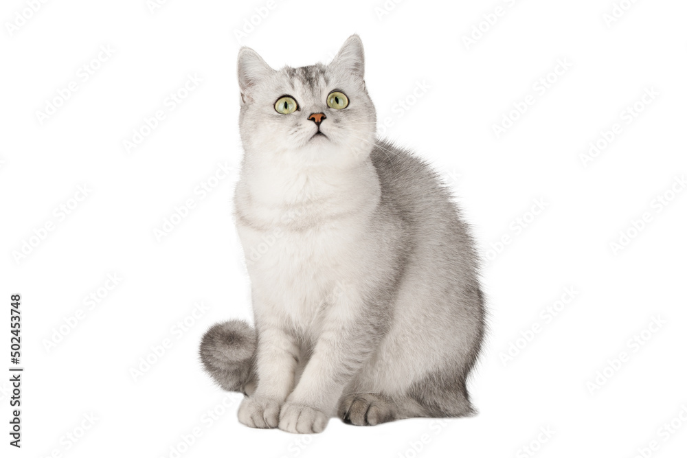 gray cat with yellow eyes isolated