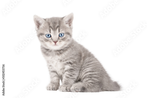 little scottish straight kitten with blue eyes isolated 