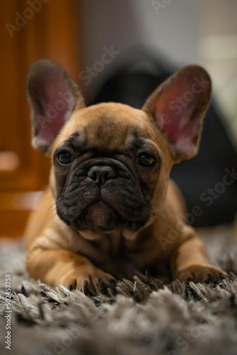 french bulldog puppy © Florian