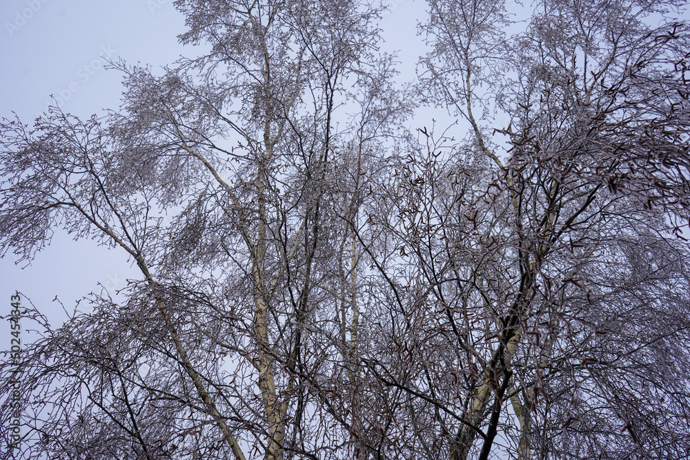 Close up of frost covered branches in the winter Close up of frost covered branches in the winter