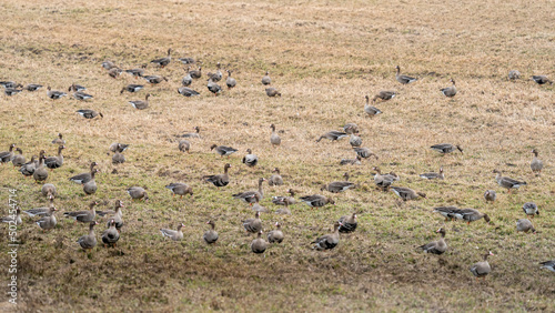 Geese on the field 