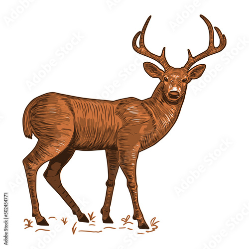 Vector illustration of a white-tailed deer. Hand drawn deer sketch isolated on white background.