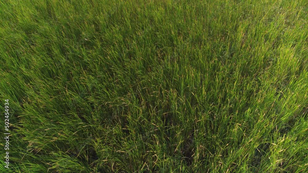 Green background of meadow grass. Grass field on a summer sunny day. Agricultural land in the Dominican Republic. Grass lawn. Green background of meadow grass. Grass field on a summer sunny day. Agricultural land in the Dominican Republic. Grass lawn.