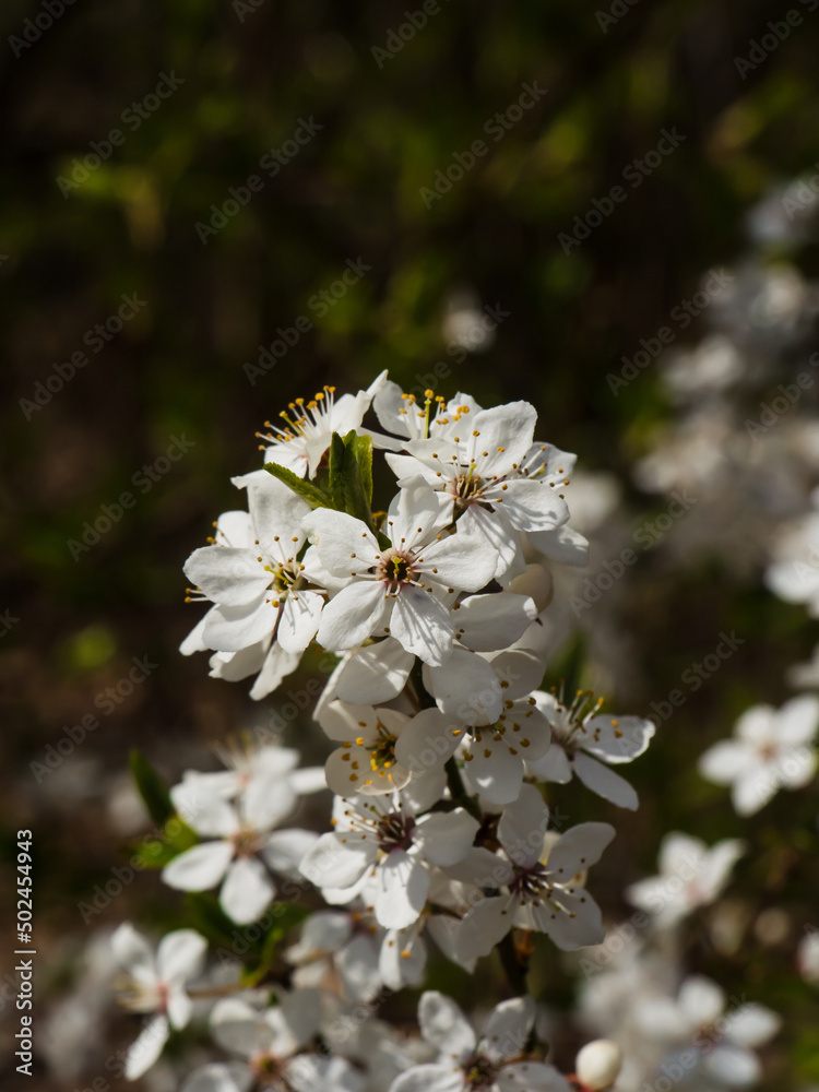 white flowers from the blossoming fruit tree of a beautiful sunny spring