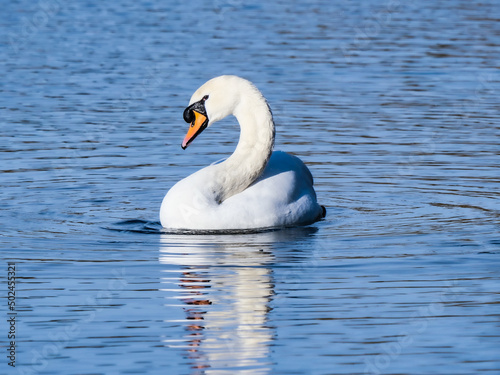 swan on the water