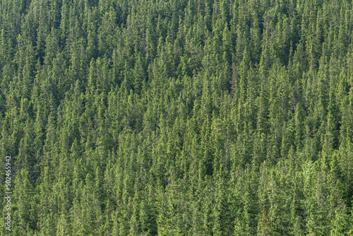 Green background with mountain forest trees.