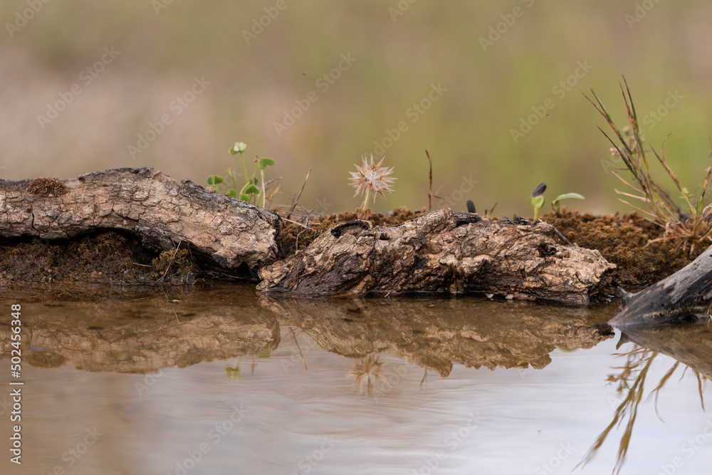 troncos y plantas reflejados en el agua del estanque