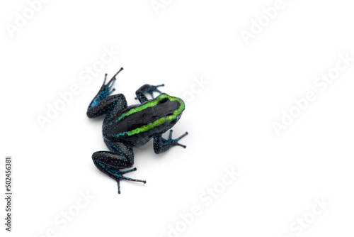 The green poison dart frog isolated on white background