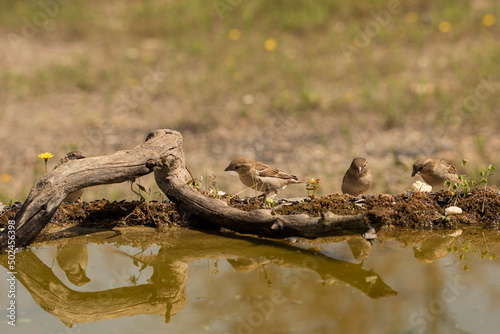 gorri  n com  n hembra posado  Passer domesticus 