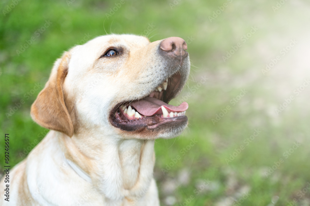 Light brown labrador retriever in a natural setting during a sunny summer day with sunshine, green park