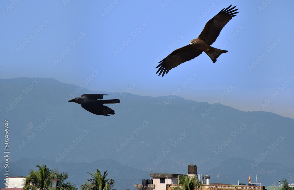 An Eagle about to attack a crow in mid air An Eagle about to attack a crow in mid air