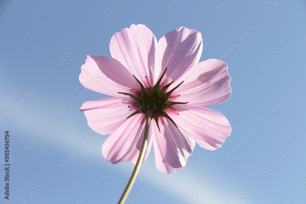 fleur de cosmos rose dans la transparence du soleil fleur de cosmos rose dans la transparence du soleil