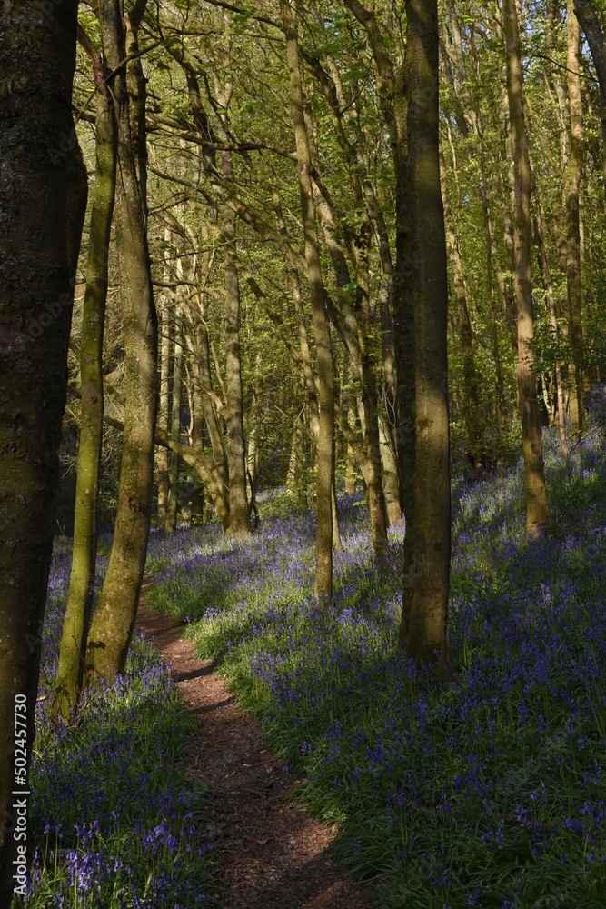 Obraz premium a path leading down a forest filled with bluebells