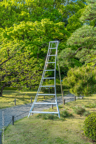 東京都中央区　浜離宮恩賜庭園　日本庭園　庭師の道具　梯子　三脚