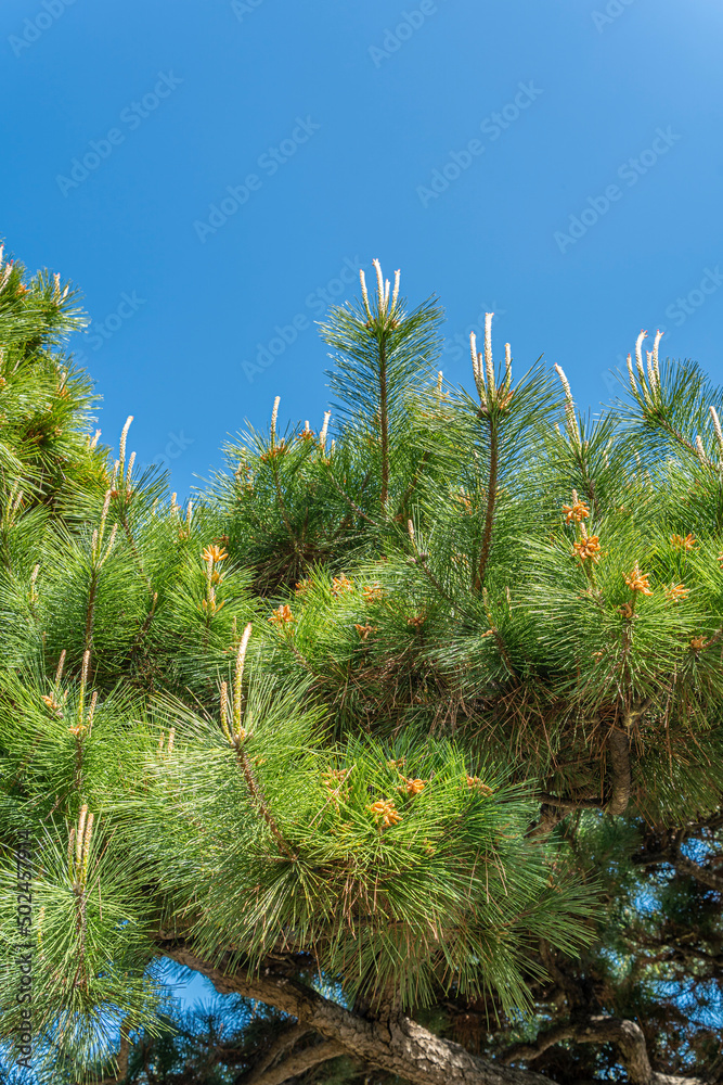 東京都中央区　浜離宮恩賜庭園　日本庭園　若い松の芽