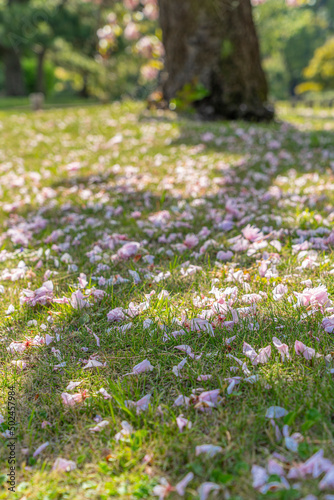 東京都中央区 浜離宮恩賜庭園 日本庭園の八重桜