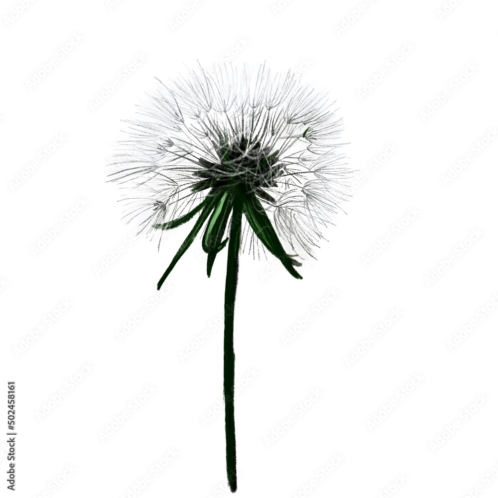 illustration fluffy dandelion flower on stem
