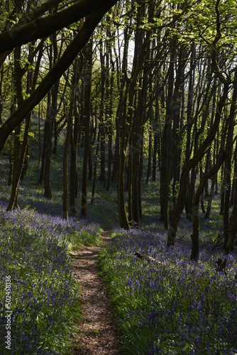 a path leading down a forest filled with bluebells