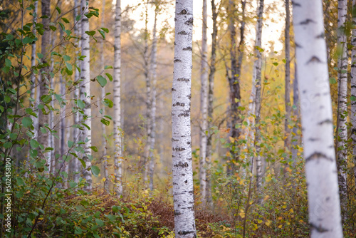 Colorful Swedish birch forest in autumn