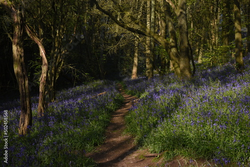 a path leading down a forest filled with bluebells