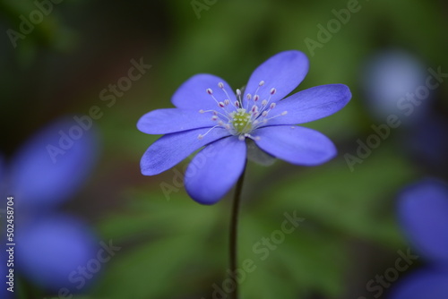 blue flower closeup