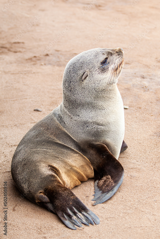 Fototapeta premium Baby seal at the beach