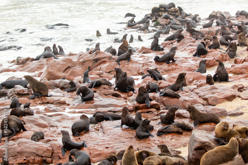 Colony of seals in Namibia © Joefke