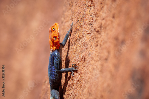 Namib rock agama on orange rock