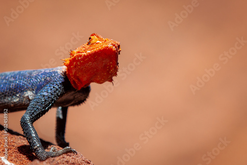 Namib rock agama on orange rock